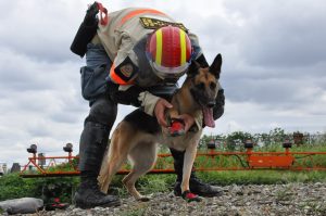 災害救助犬を育てる「日本レスキュー協会」