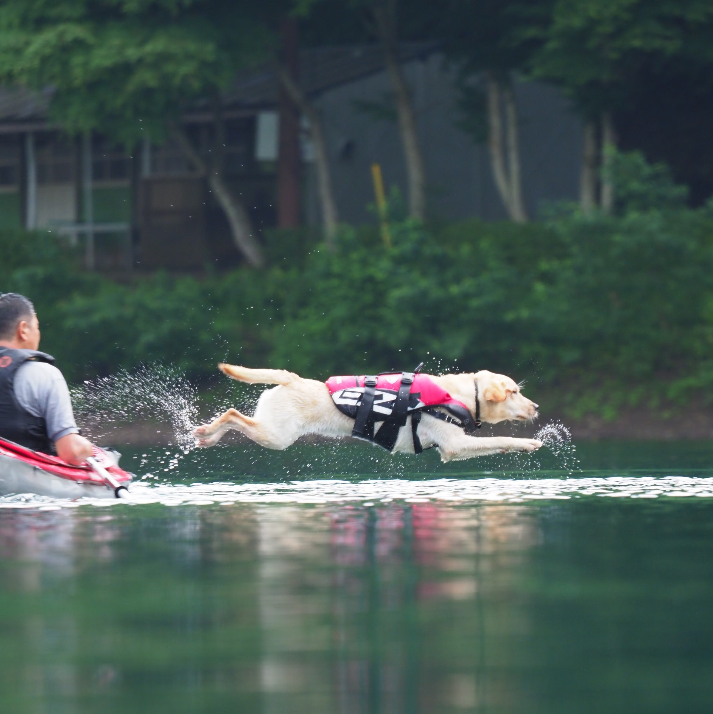 犬とカヤック の魅力 ふじけん ひといき荘 Ezydog