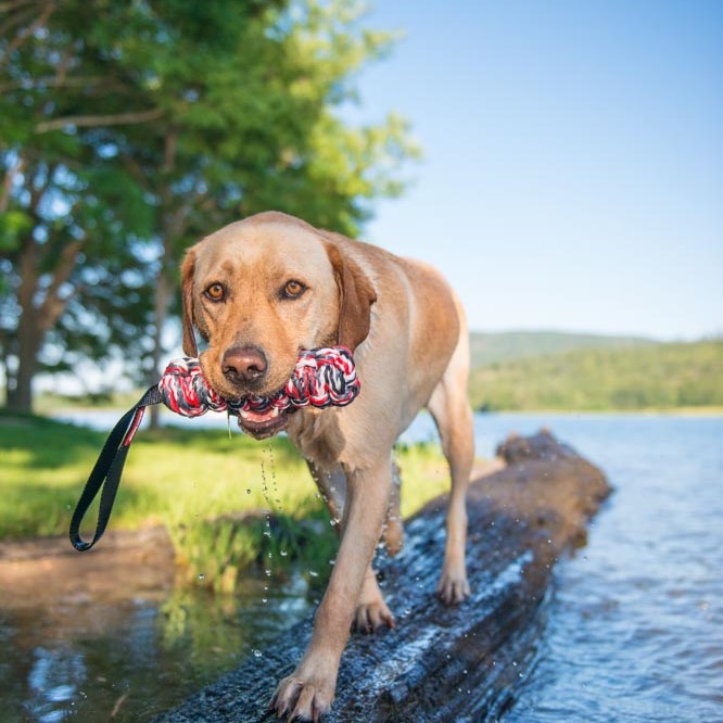 ドッグトレーナー監修 犬とおうちで水遊び Ezydog