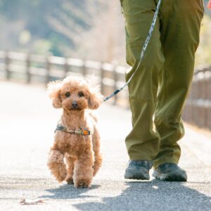 ドッグコミュニティ更新しました！
